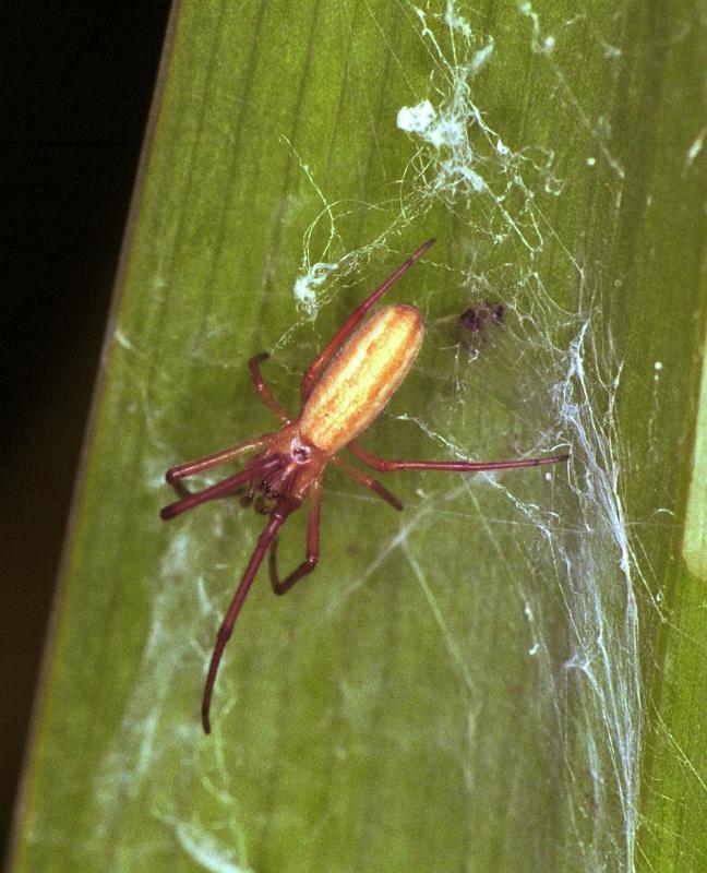 Tetragnatha_extensa_F1951_Z_82_Les Gris_Frankrijk.jpg